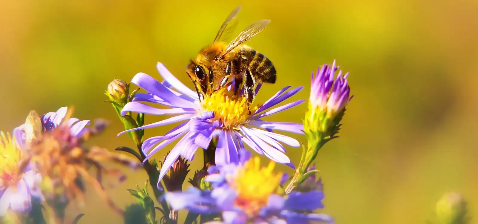A honeybee gathering pollen from a flower.